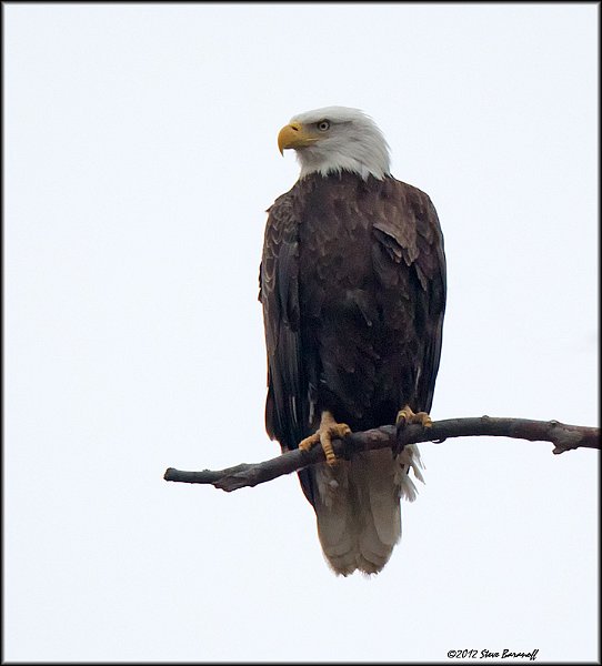 _2SB2392 american bald eagle.jpg